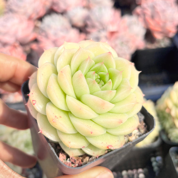 Echeveria Crystal Malgan 水晶麦秆 Succulent Delight new hybrid