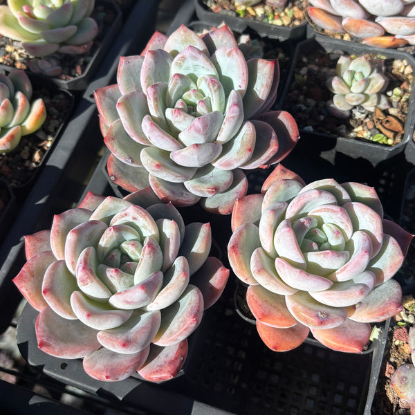 Echeveria Monica 梦卡 Succulent Delight 2026 new hybrid