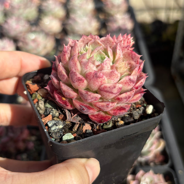 Echeveria Sacred Peach 仙桃