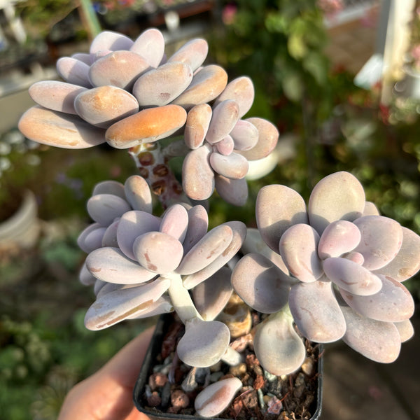 Graptopetalum Amethystinum Lavender Pebbles cluster 桃蛋群