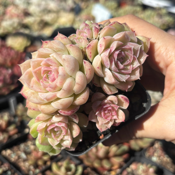 Echeveria Snow White 白雪公主 Succulents Delight New Hybrid