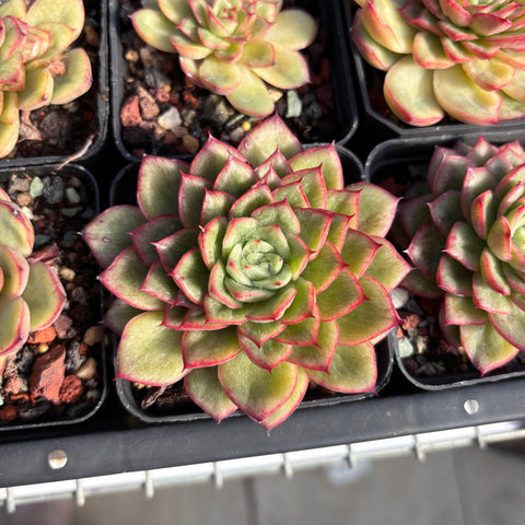 Echeveria Fire and Ice Silky Variegated 冰与火拉丝锦 Succulent Delight new hybrid