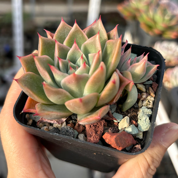 Echeveria Red Dress 红裙 Succulent Delight new hybrid