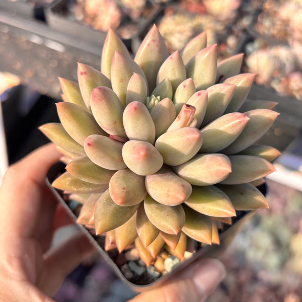 Pachyveria White Grape 白葡萄