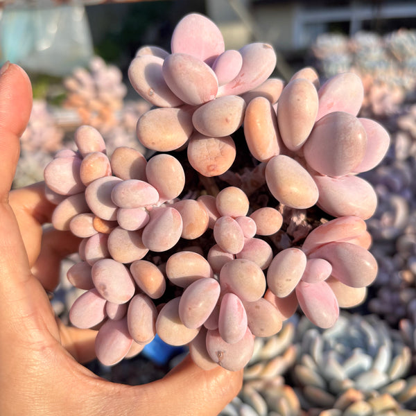 Graptopetalum Amethystinum Lavender Pebbles cluster 桃蛋群