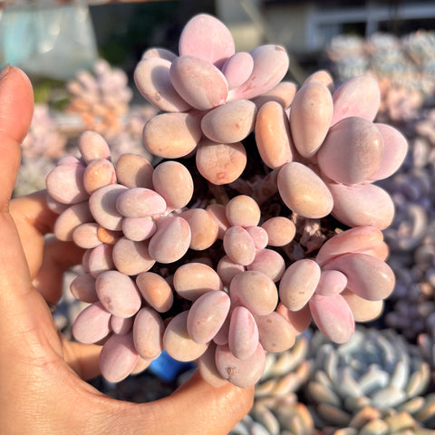 Graptopetalum Amethystinum Lavender Pebbles cluster 桃蛋群