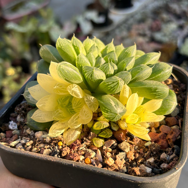 Haworthia Cooperi sp Suzhou variegated 苏州玉露锦