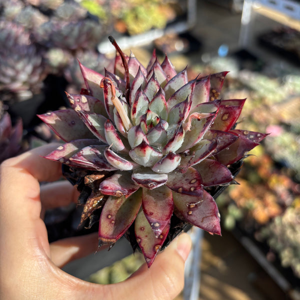Echeveria Puebla 普埃布拉