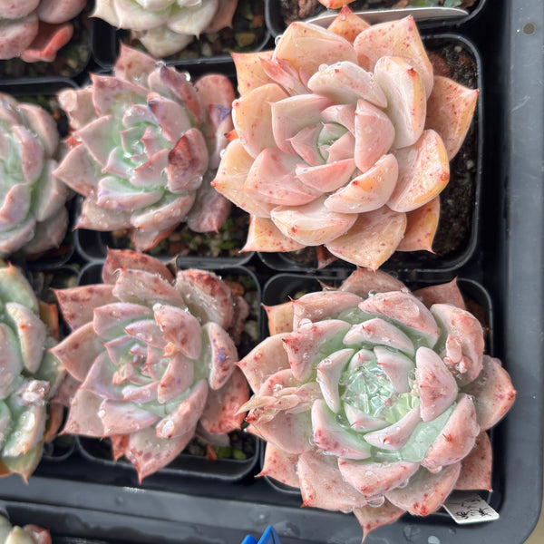 Echeveria Perfect Lover 完美恋人 Succulent Delight New Hybrid