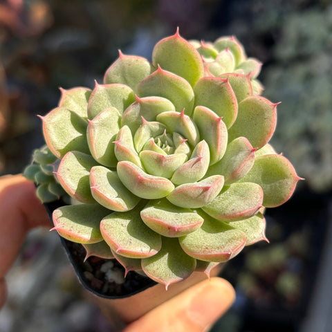 Echeveria Sea Urchin 海胆