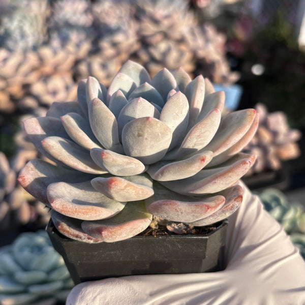 Echeveria Laulindsa 芙蓉雪莲 Succulent Delight new hybrid