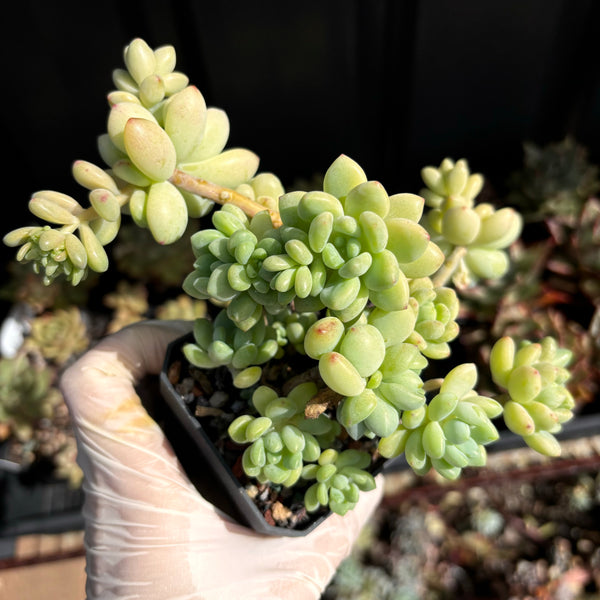 Sedum clavatum R.T.Clausen daisy bloom 凝脂莲
