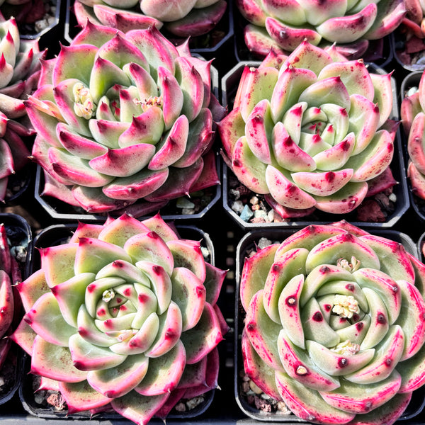 Echeveria Twilight Kiss 暮光之吻 Succulent Delight new hybrid