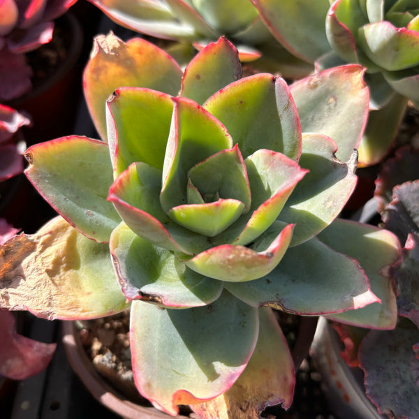Echeveria subrigida 钢叶莲