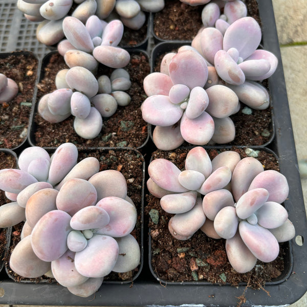 Specail！Graptopetalum Amethystinum Lavender Pebbles 桃蛋