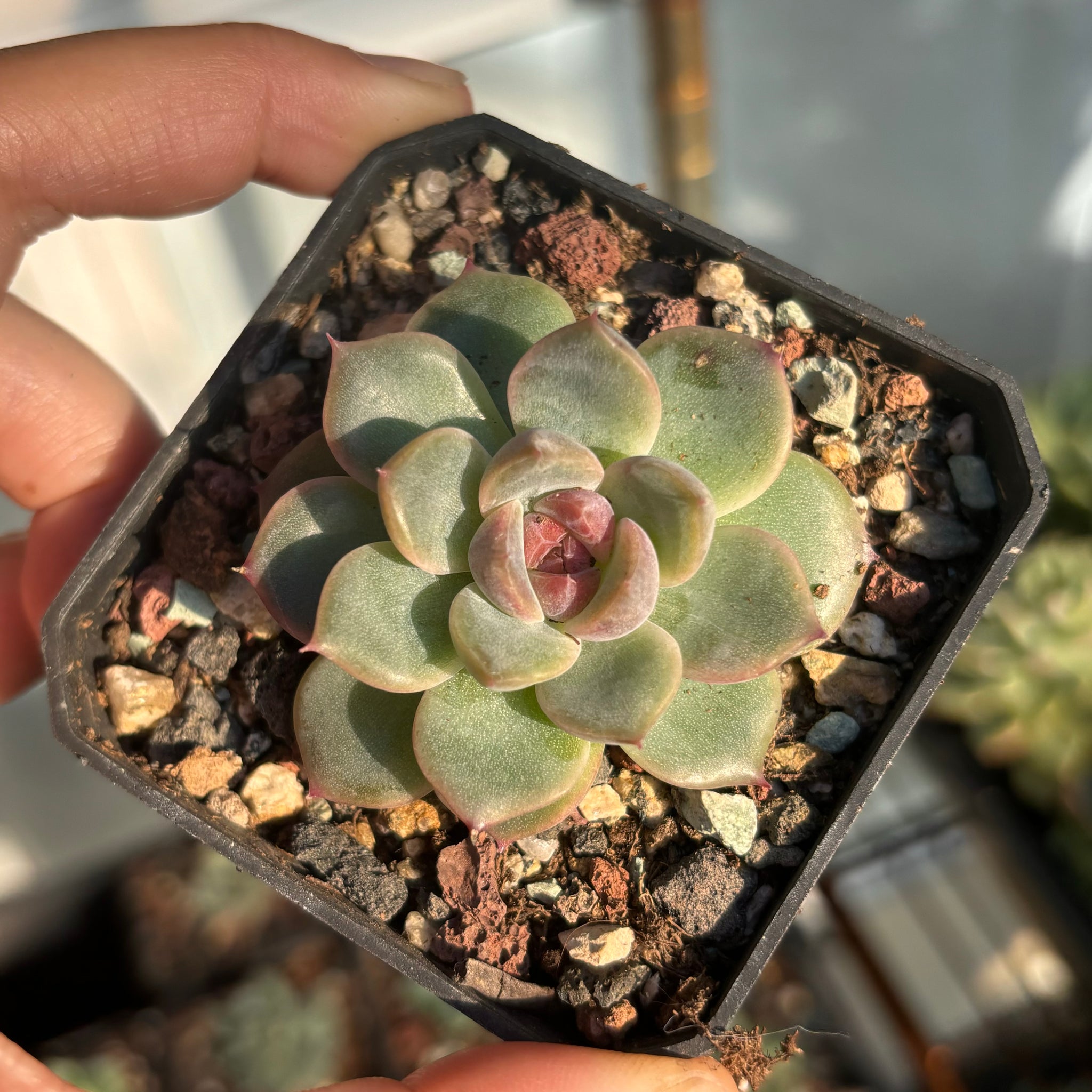 Echeveria Rose Dream 玫瑰梦 Succulent Delight new hybrid