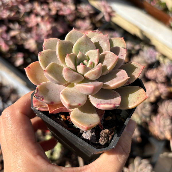 Echeveria Pretty in Pink 红粉佳人