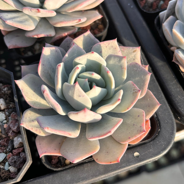 Echeveria Snow Promiss 雪诺