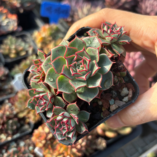 Echeveria Halo 光晕