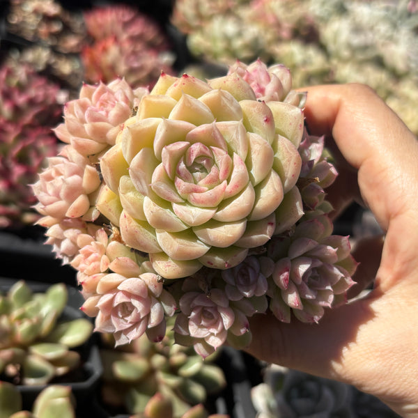 Echeveria Snow White 白雪公主 Succulents Delight New Hybrid