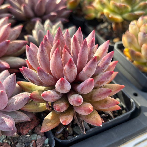 Pachyveria Red Grape 红葡萄