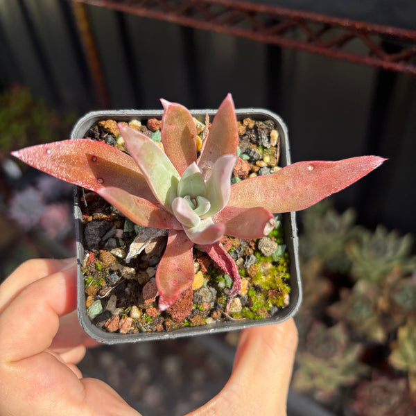 Dudleya farinosa 仙女杯御剑