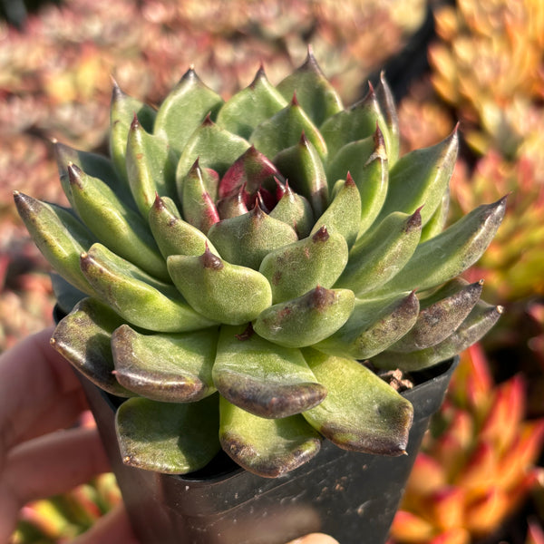 Echeveria Jade Rose 翡翠玫瑰 Succulent Delight new hybrid