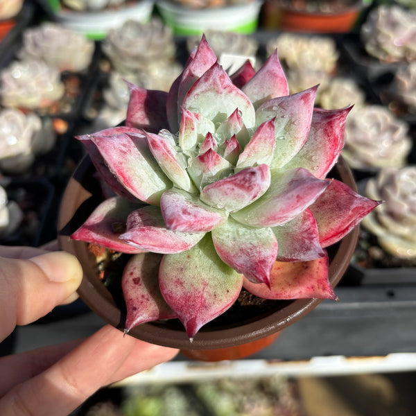 Echeveria Colorata hybrid 卡罗拉杂 Succulent Delight new hybrid