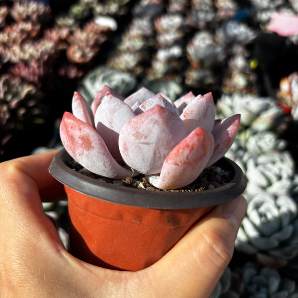 Echeveria Snow Angel 雪天使