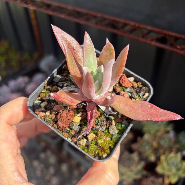 Dudleya farinosa 仙女杯御剑