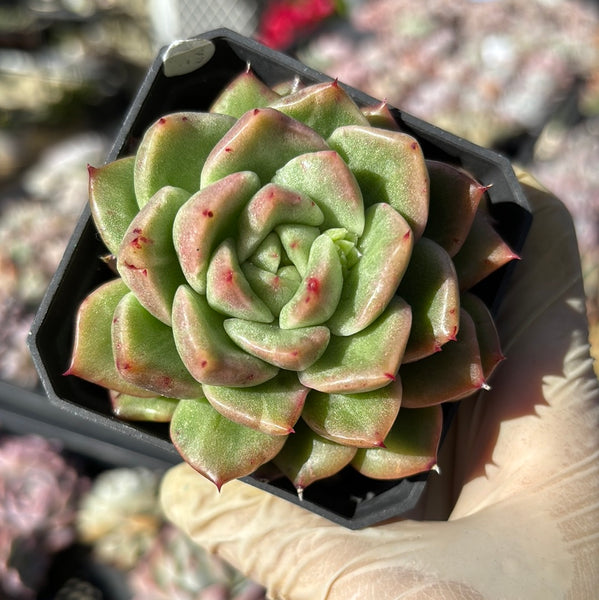 #93 Echeveria Fantasy Rose Silky Variegated 梦幻玫瑰拉丝锦