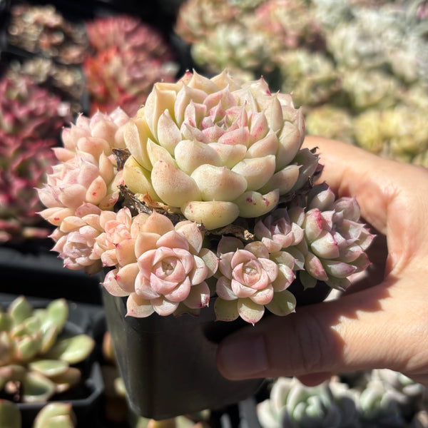 Echeveria Snow White 白雪公主 Succulents Delight New Hybrid