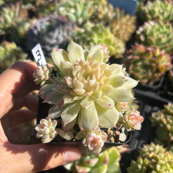 Get the same Echeveria Mulgan sp cluster No. 3