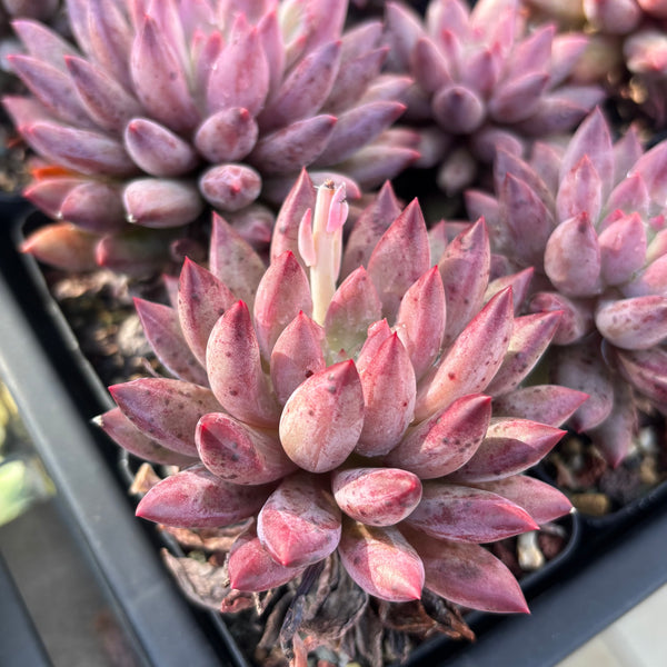 Pachyveria Red Grape 红葡萄