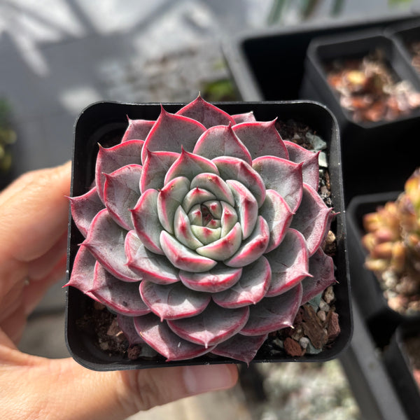 Echeveria Roulette 轮盘 Succulent Delight 2026 new hybrid