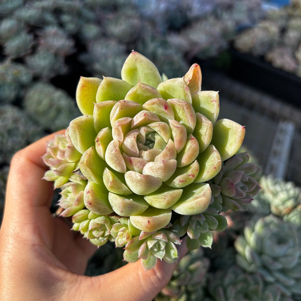 Get the same Echeveria Snow Princess sp cluster No. 5