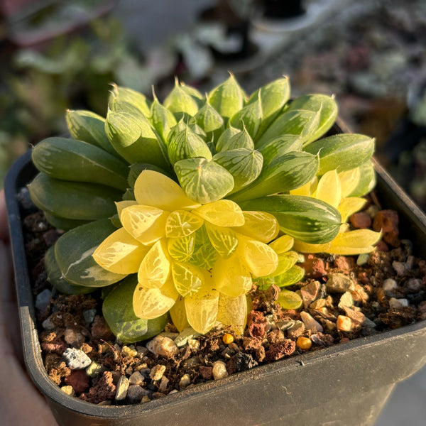Haworthia Cooperi sp Suzhou variegated 苏州玉露锦