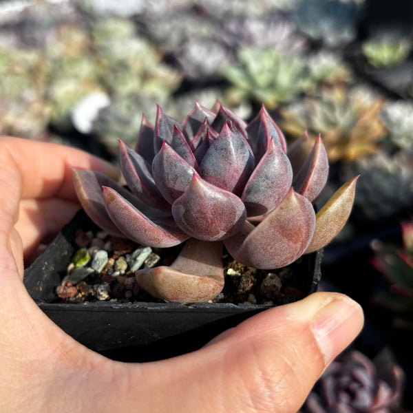 Echeveria Purple Dream 紫梦 Succulent Delight new hybrid