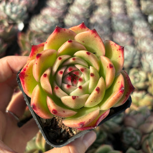 Echeveria Agavoides Love Song 情歌