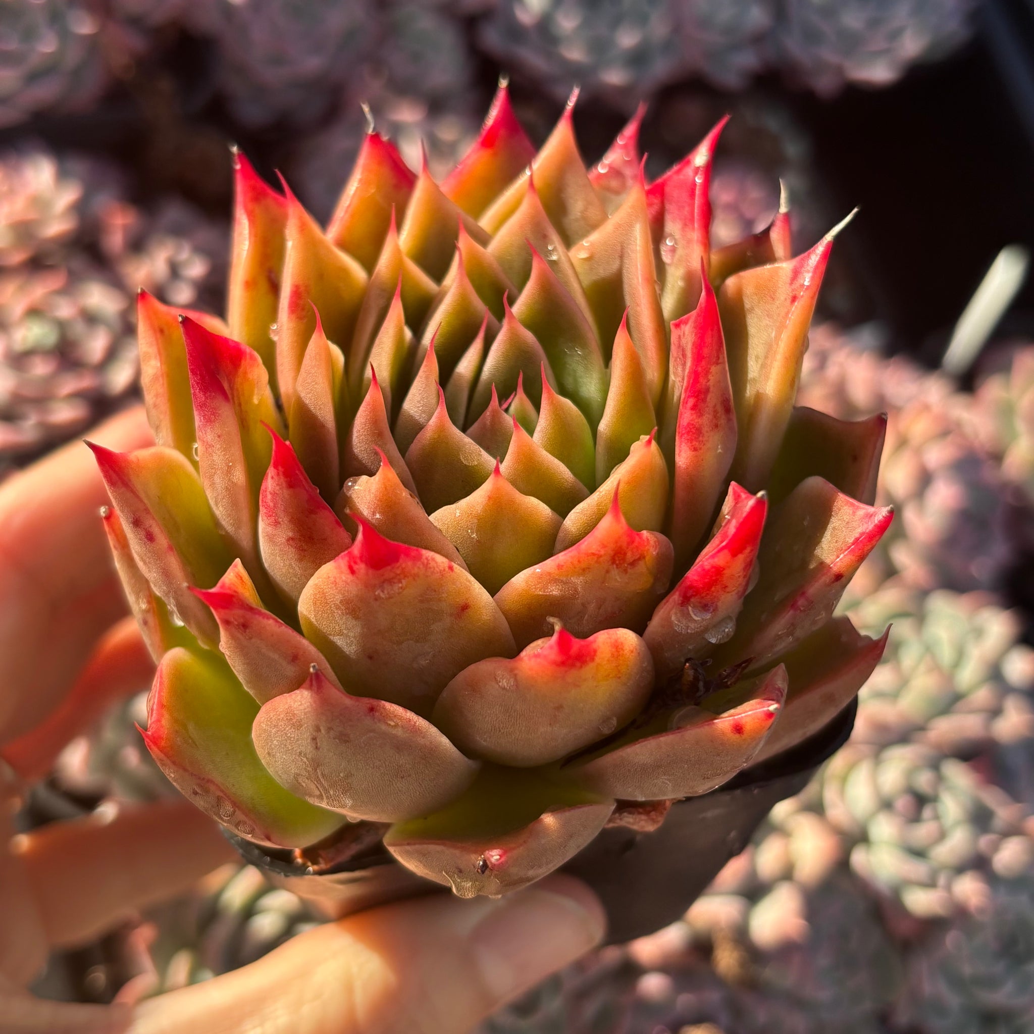 Echeveria Wizard of Oz 绿野仙踪Succulent Delight new hybrid