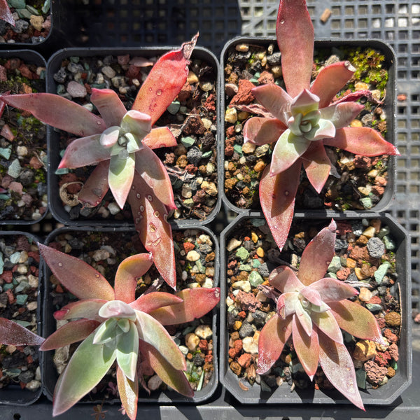 Dudleya farinosa 仙女杯御剑