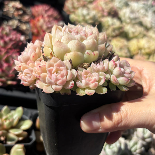 Echeveria Snow White 白雪公主 Succulents Delight New Hybrid