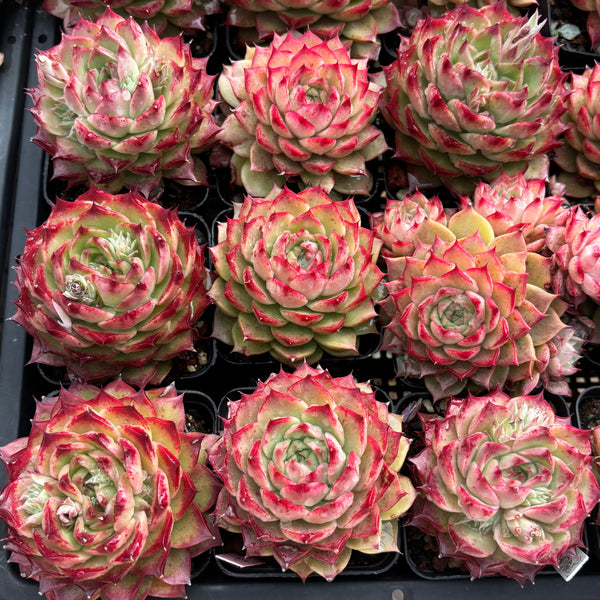 Echeveria Conch Girl/ Seashell 海螺/海螺姑娘
