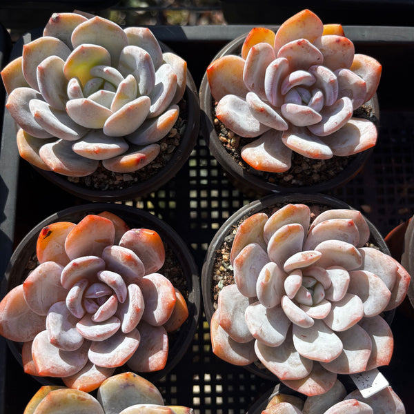 Echeveria Snow Angel 雪天使