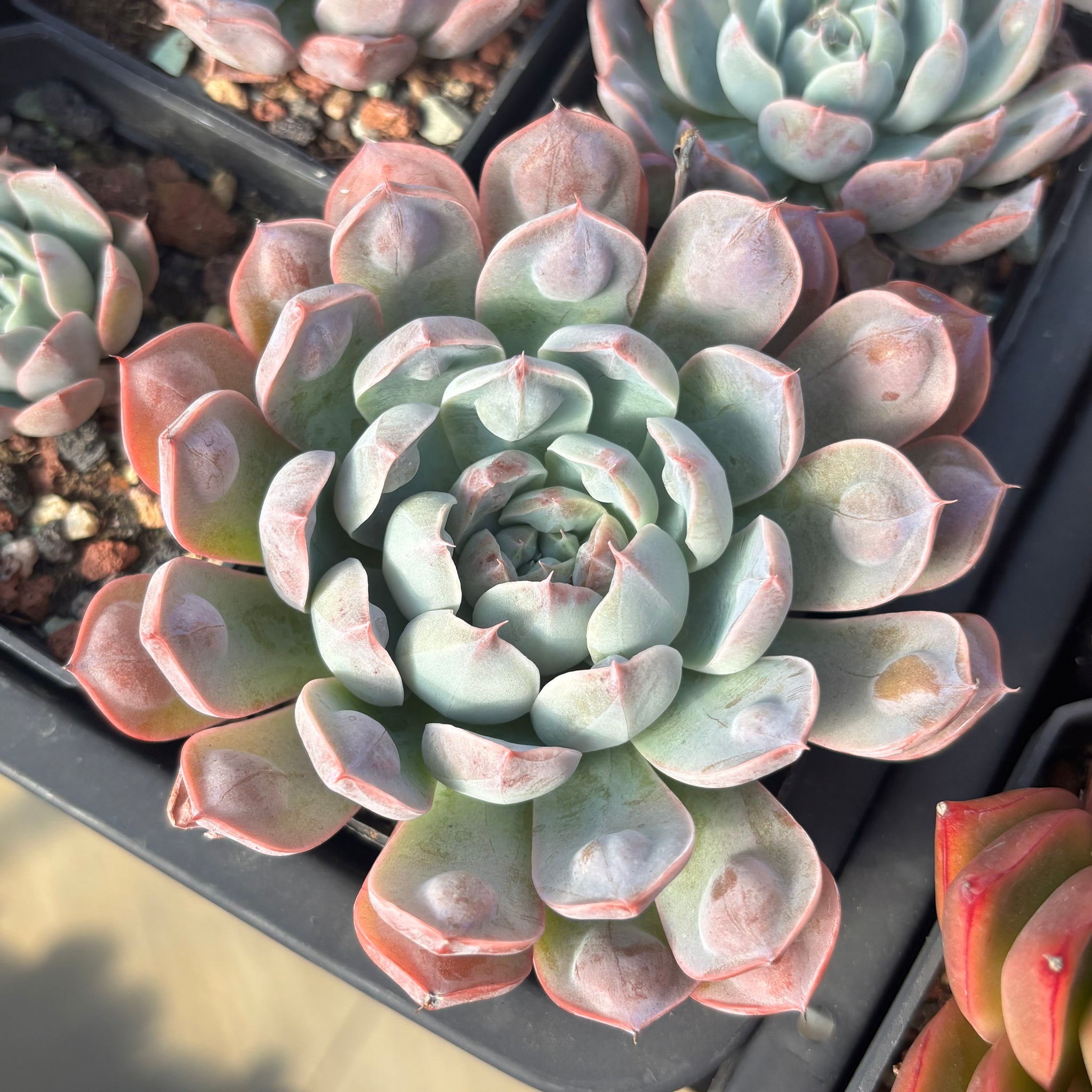 Echeveria Tears of Luna with bumps 月之泪 （带瘤子）Succulent Delight new hybrid