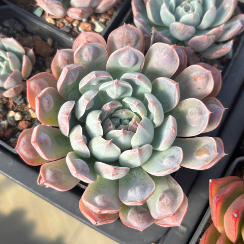 Echeveria Tears of Luna with bumps 月之泪 （带瘤子）Succulent Delight new hybrid