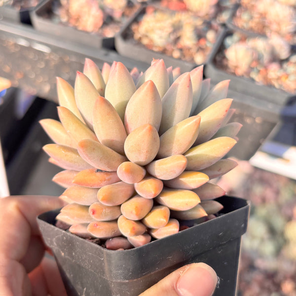 Pachyveria White Grape 白葡萄