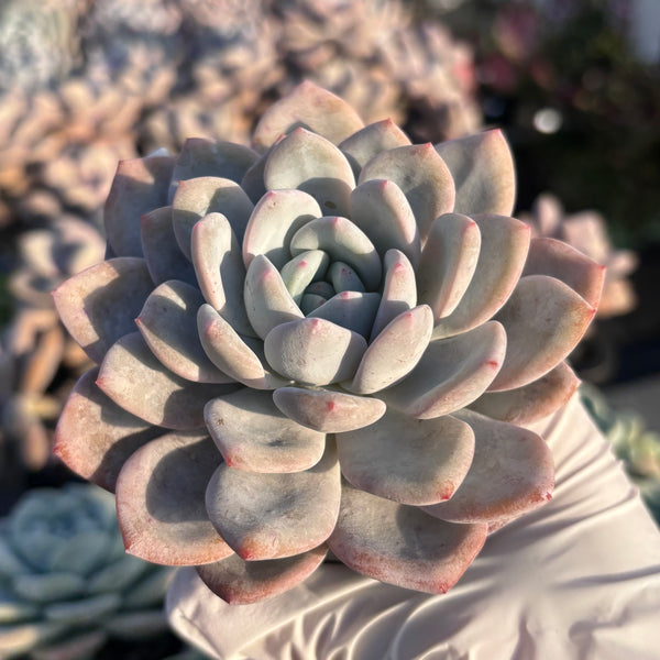 Echeveria Laulindsa 芙蓉雪莲 Succulent Delight new hybrid