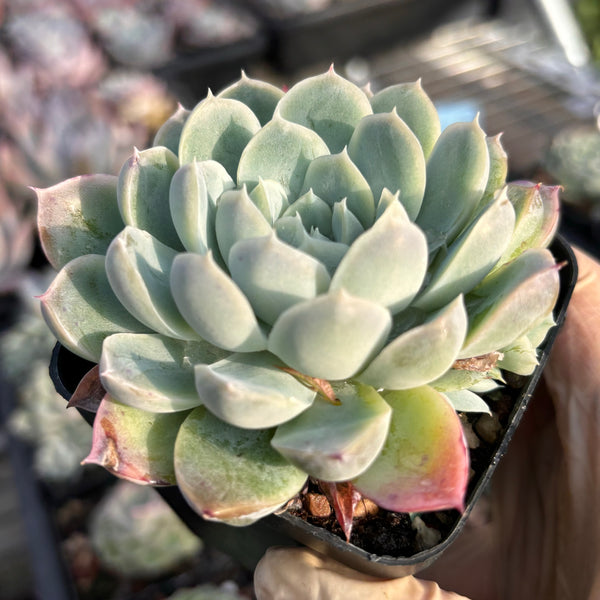 Echeveria Magic Mirror 魔镜 Succulents Delight New Hybrid