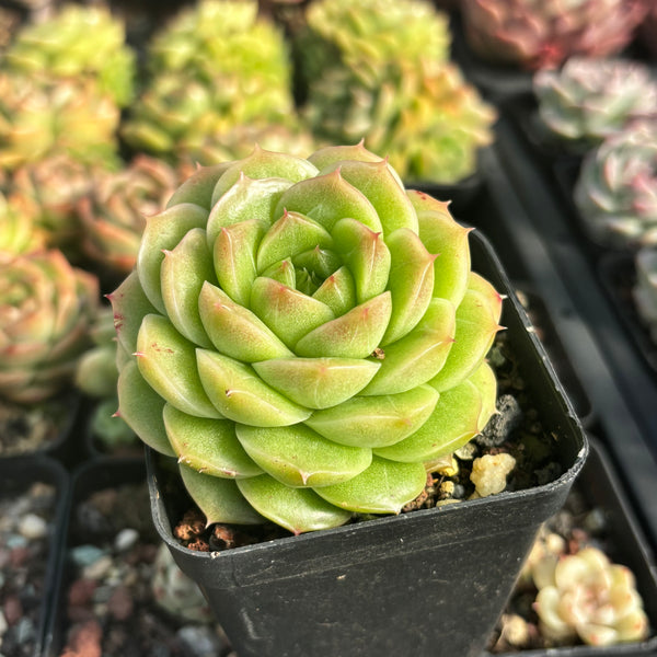 Echeveria Crystal Malgan 水晶麦秆 Succulent Delight new hybrid